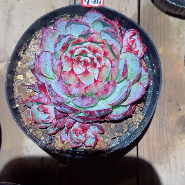 小***包精品多肉植物惊鸿仙子