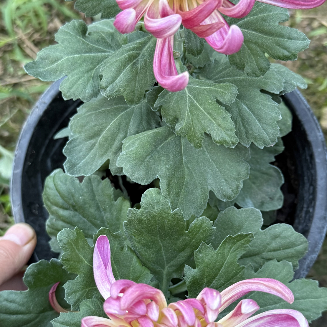 【白匙荷】 九月大菊新手好养耐寒耐热盆栽大花型