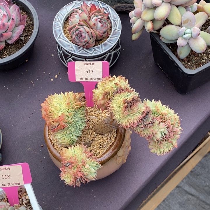 517三色堇缀化肉肉肉肉