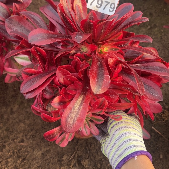 7979南美杜莎多肉植物