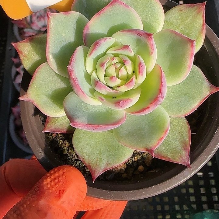 59 惊鸿仙子多肉植物6-9cm