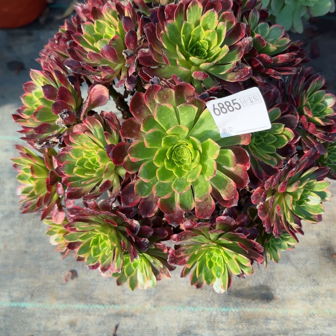 6885朝霞多肉多肉