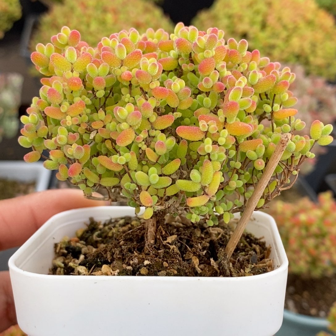 *****030蜜橘糖球 。       