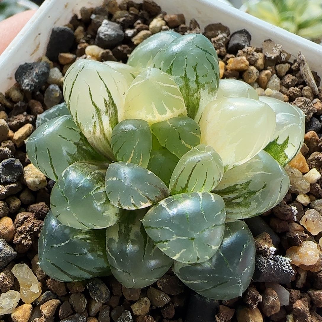 208号非组冰灯玉露锦一物一拍带盆土