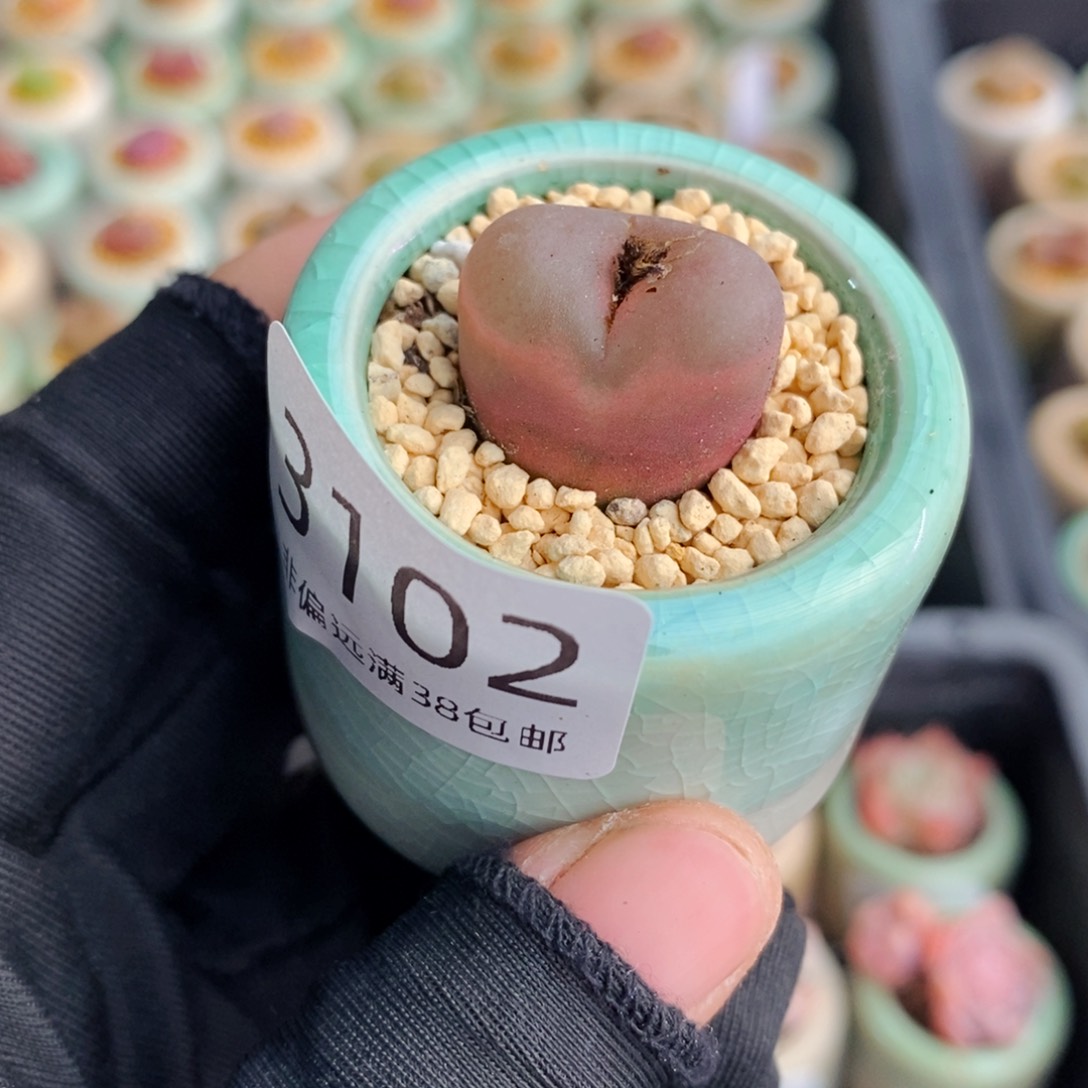 3102-一物一拍 带盆