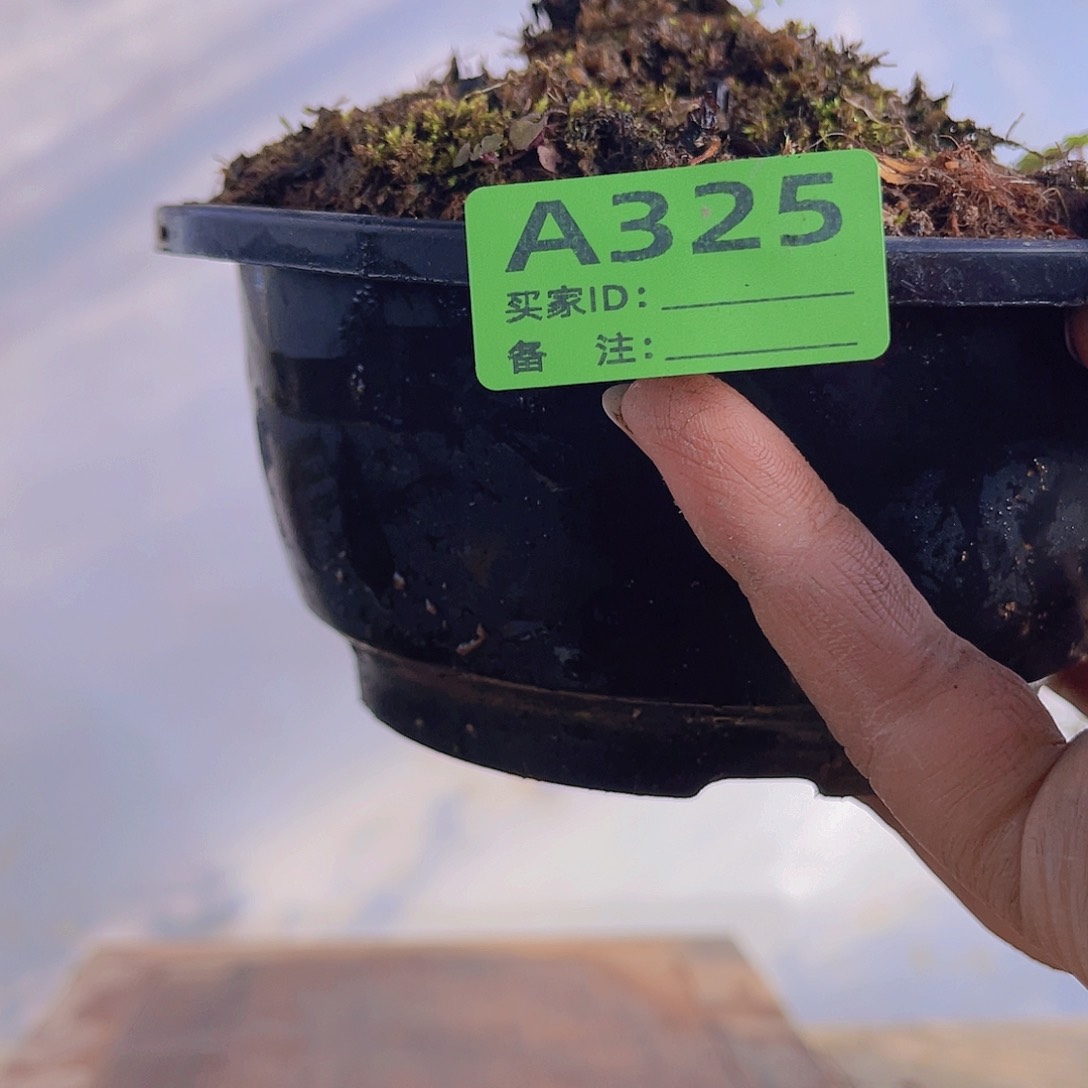 红陶直播时间一直一个