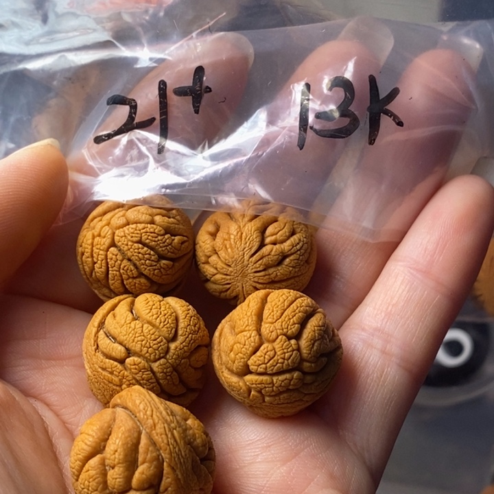 文玩核桃手串秦岭野生龙纹桃核21