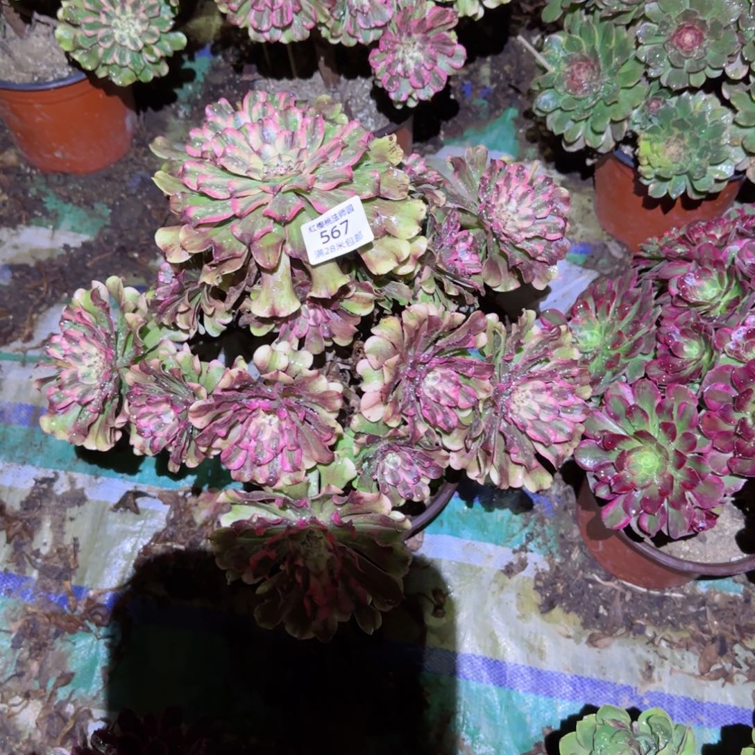 沙黄法师多肉567