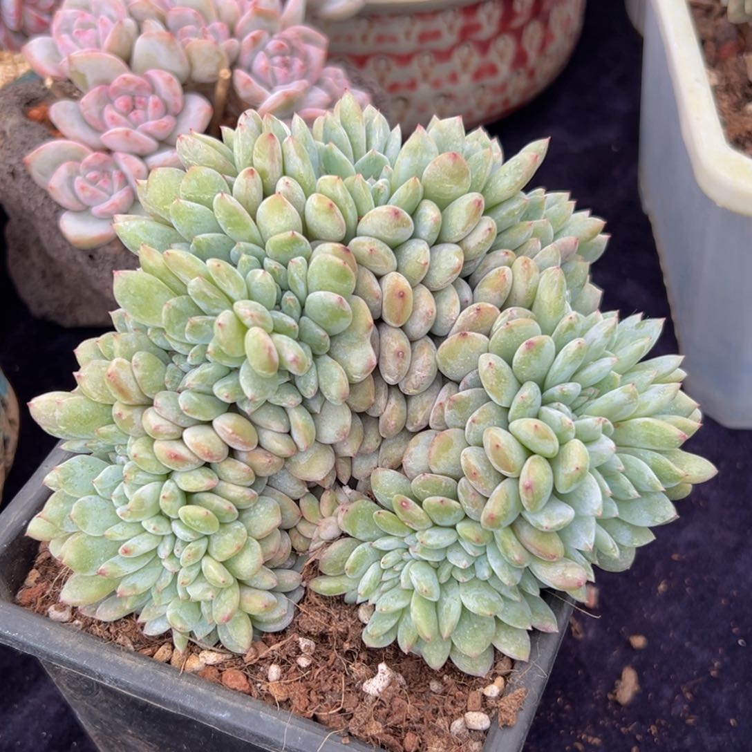 新年快乐 新年快乐