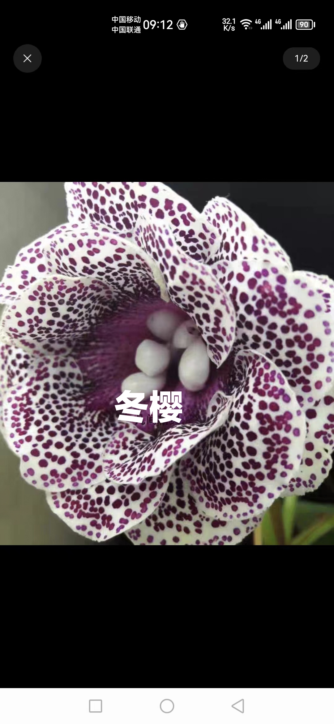 麻点芙蓉芙蓉冬樱小苗