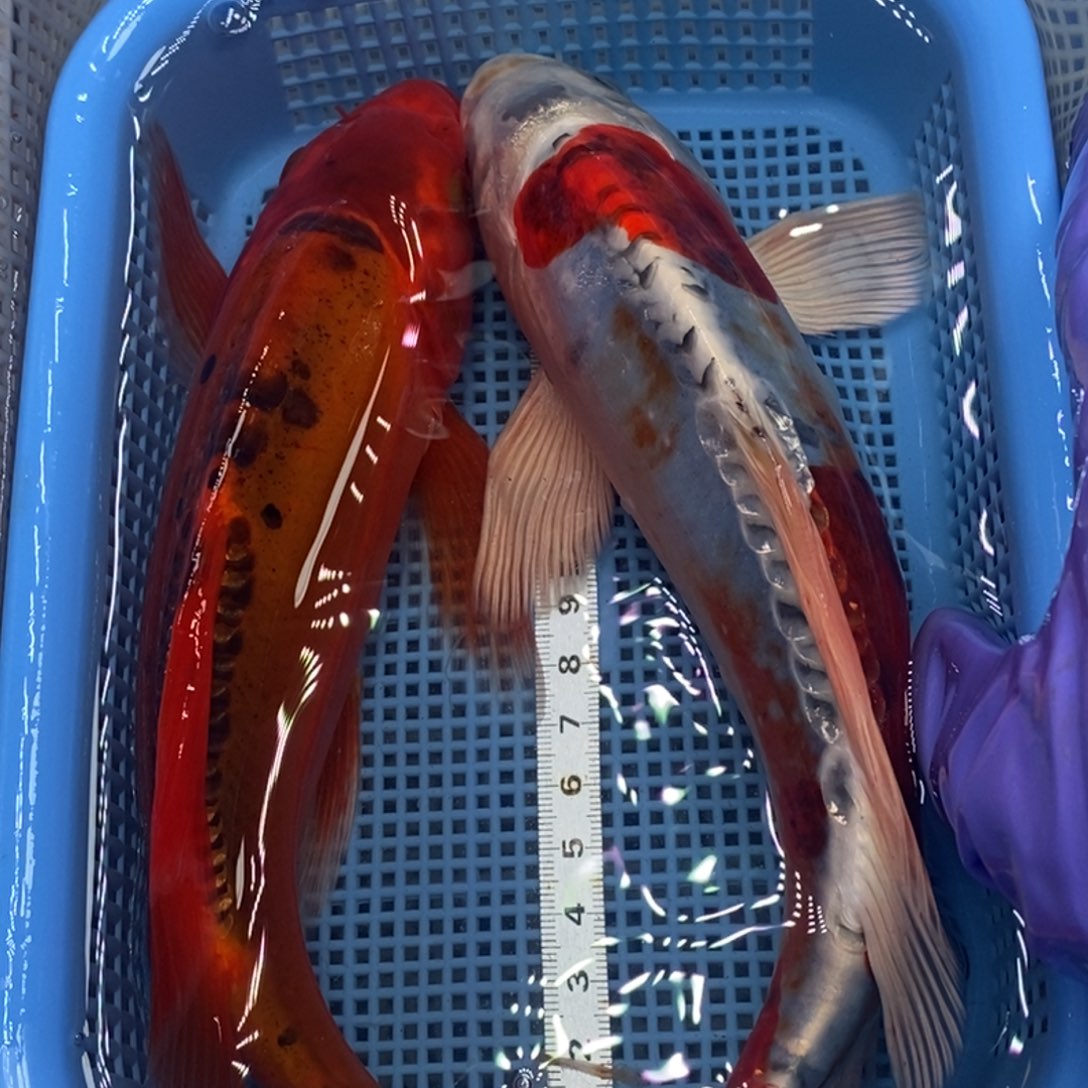 锦鲤冷水锦鲤包邮