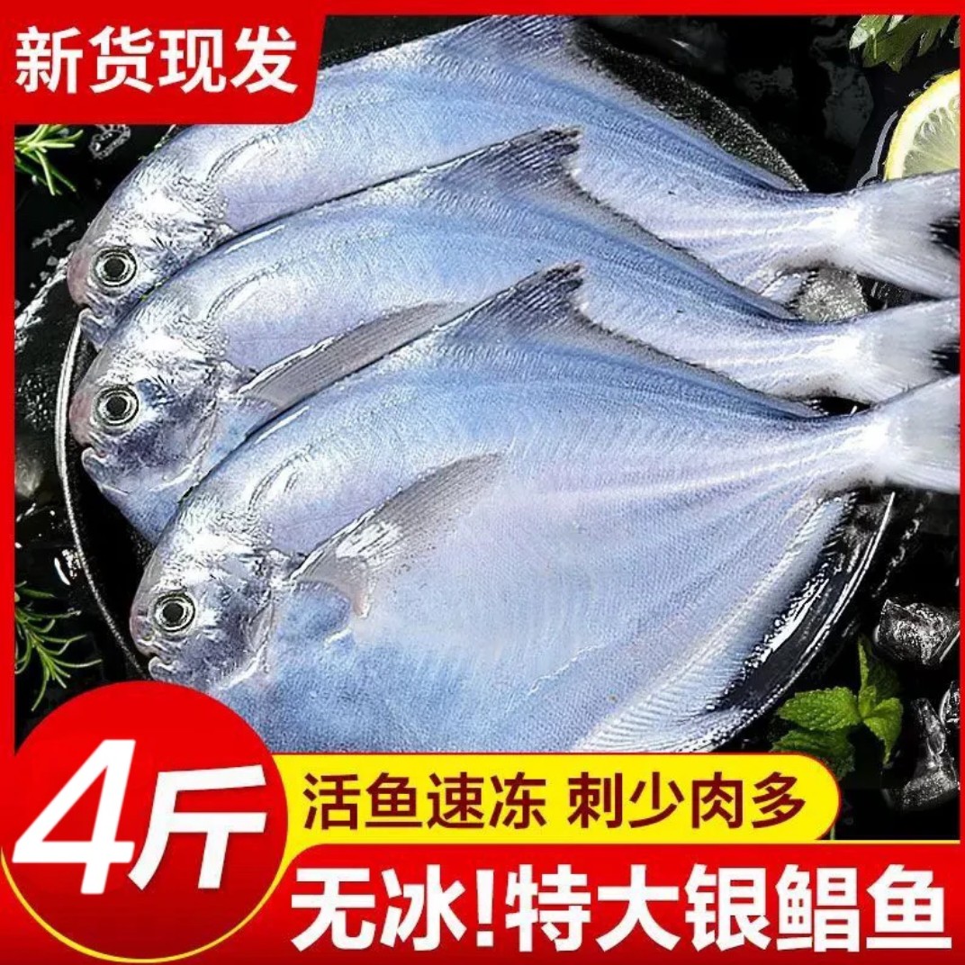 顺丰包邮野生大号银鲳鱼买3斤送1斤到手4斤16条海鲜