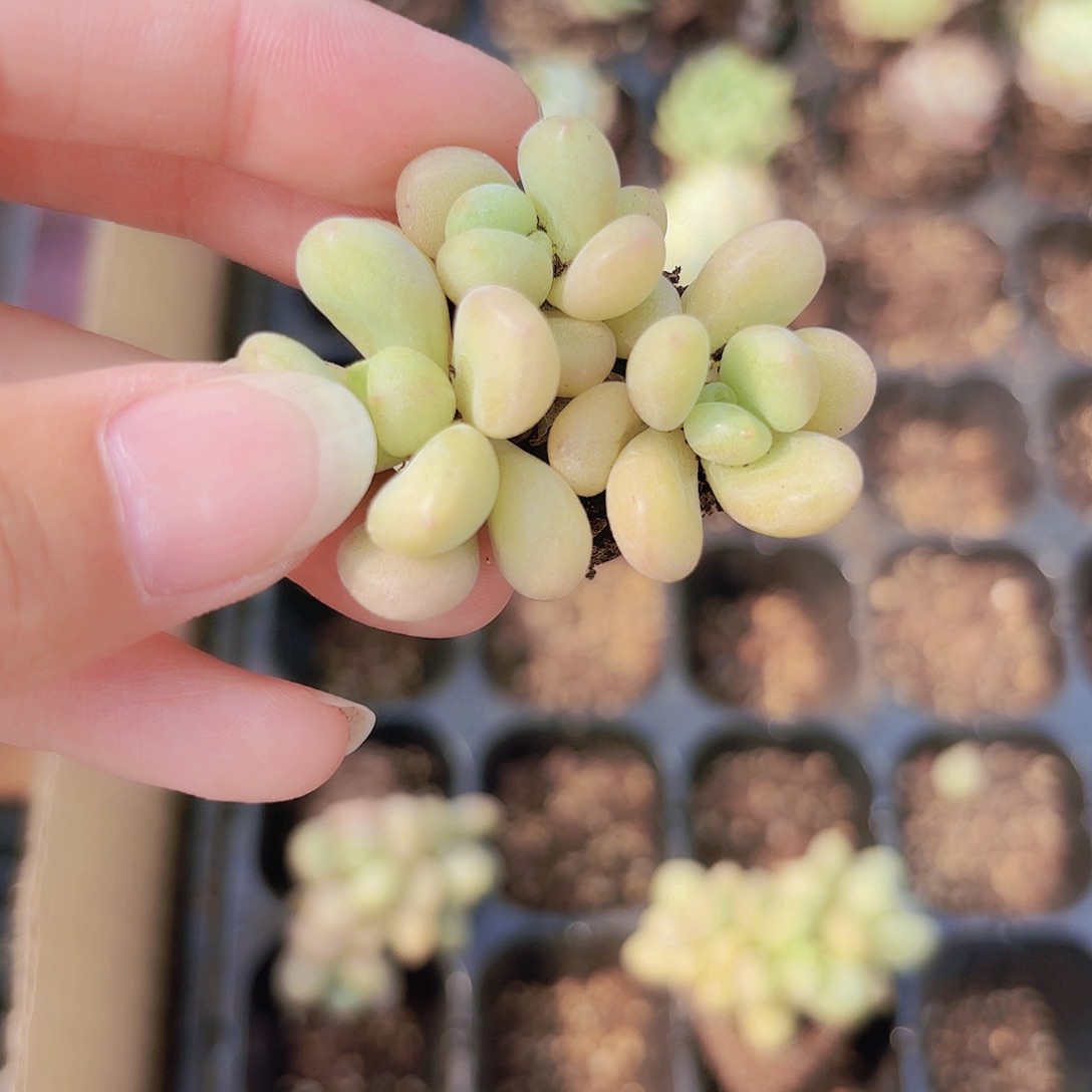 小穴苗比尔盖茨多肉植物