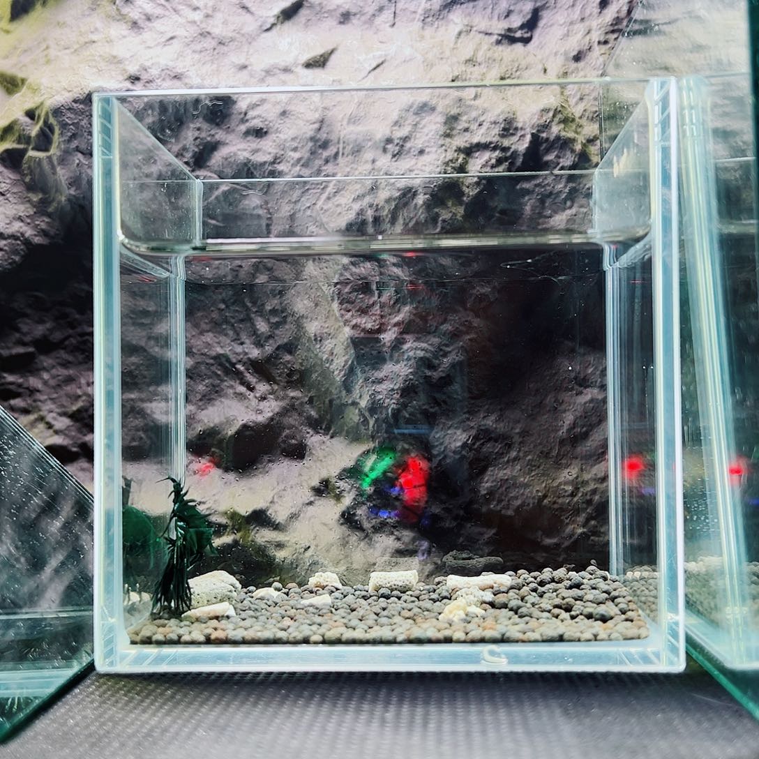 斗鱼精品精品精品精品