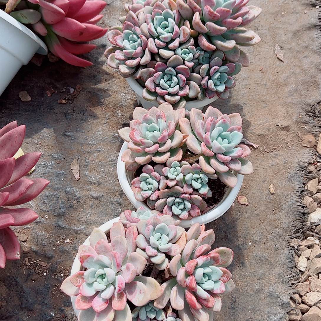 花斑露双头带仔老桩精品