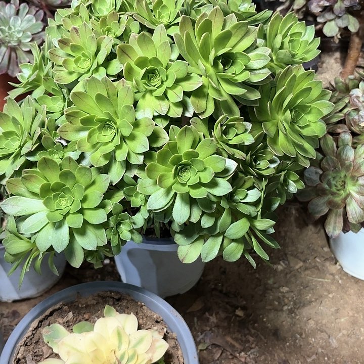 多肉植物法师碧火56