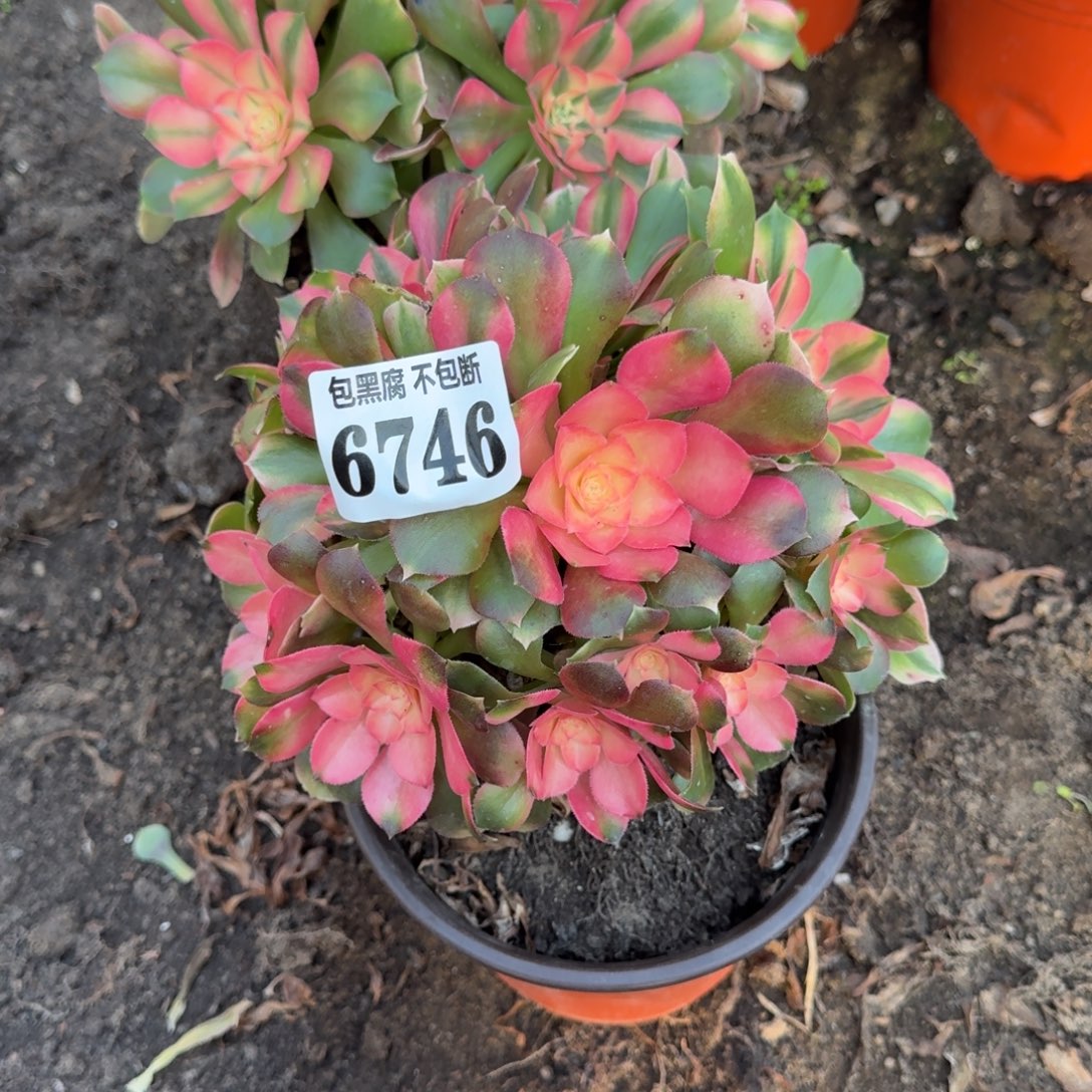 法师香妃6746 19-24