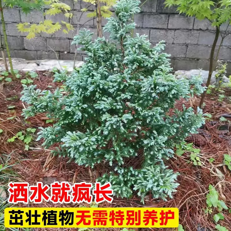 蓝色瓦蓝湖柏花镜植物庭院地栽多年生耐寒耐热易养护