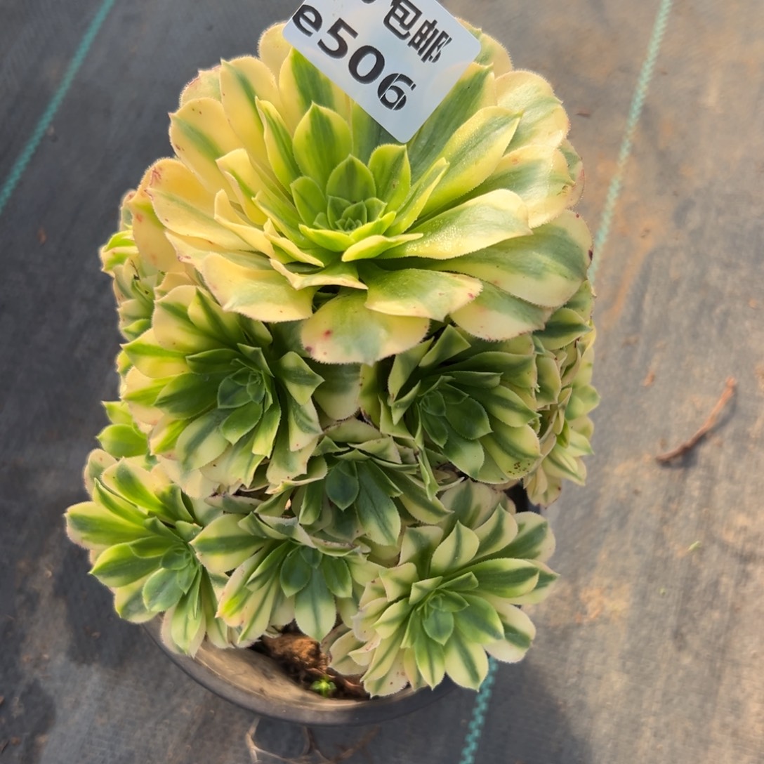 506金丝翡翠，，满20包嘟叮熊