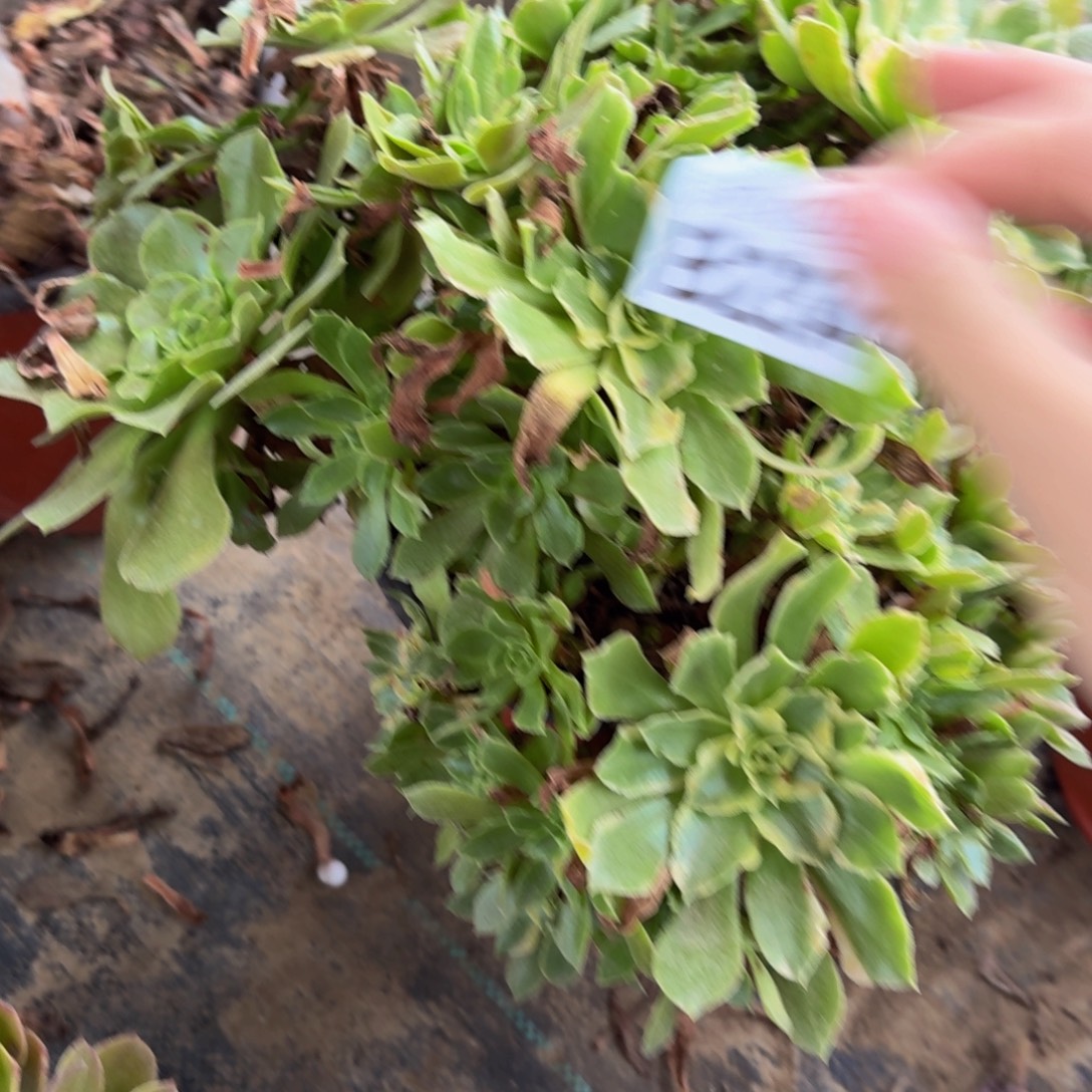 234多肉植物捧花的时候