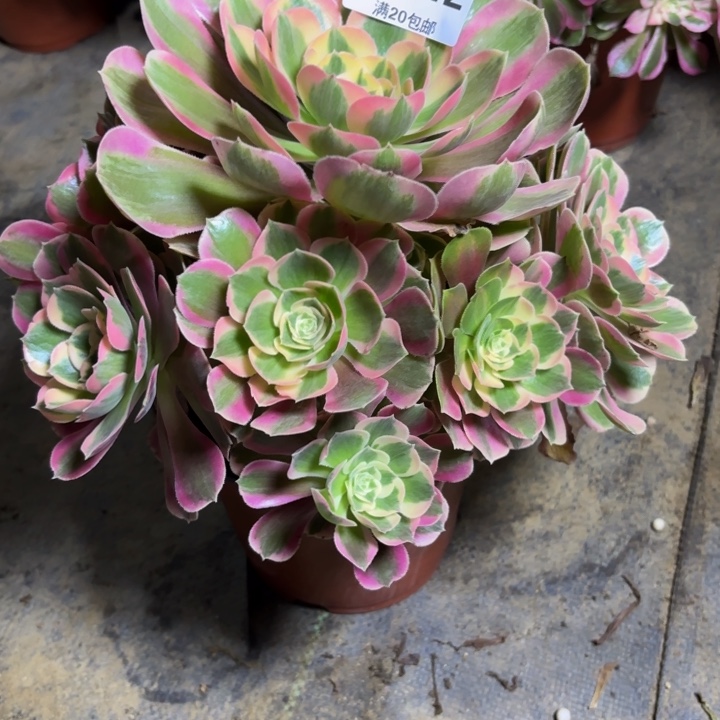 瑞妈，，。。。。242布，