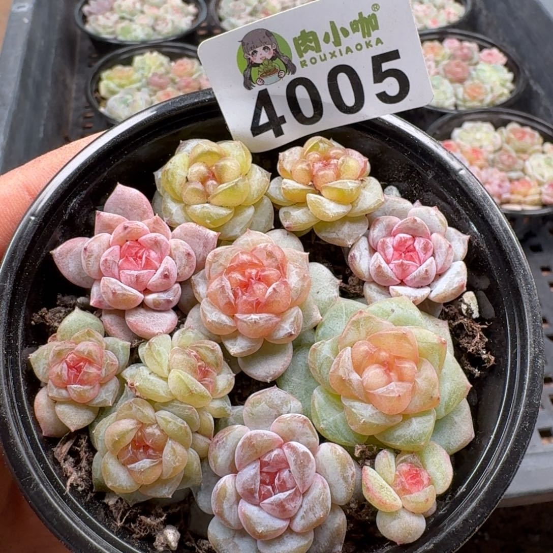 多肉植物多肉植物