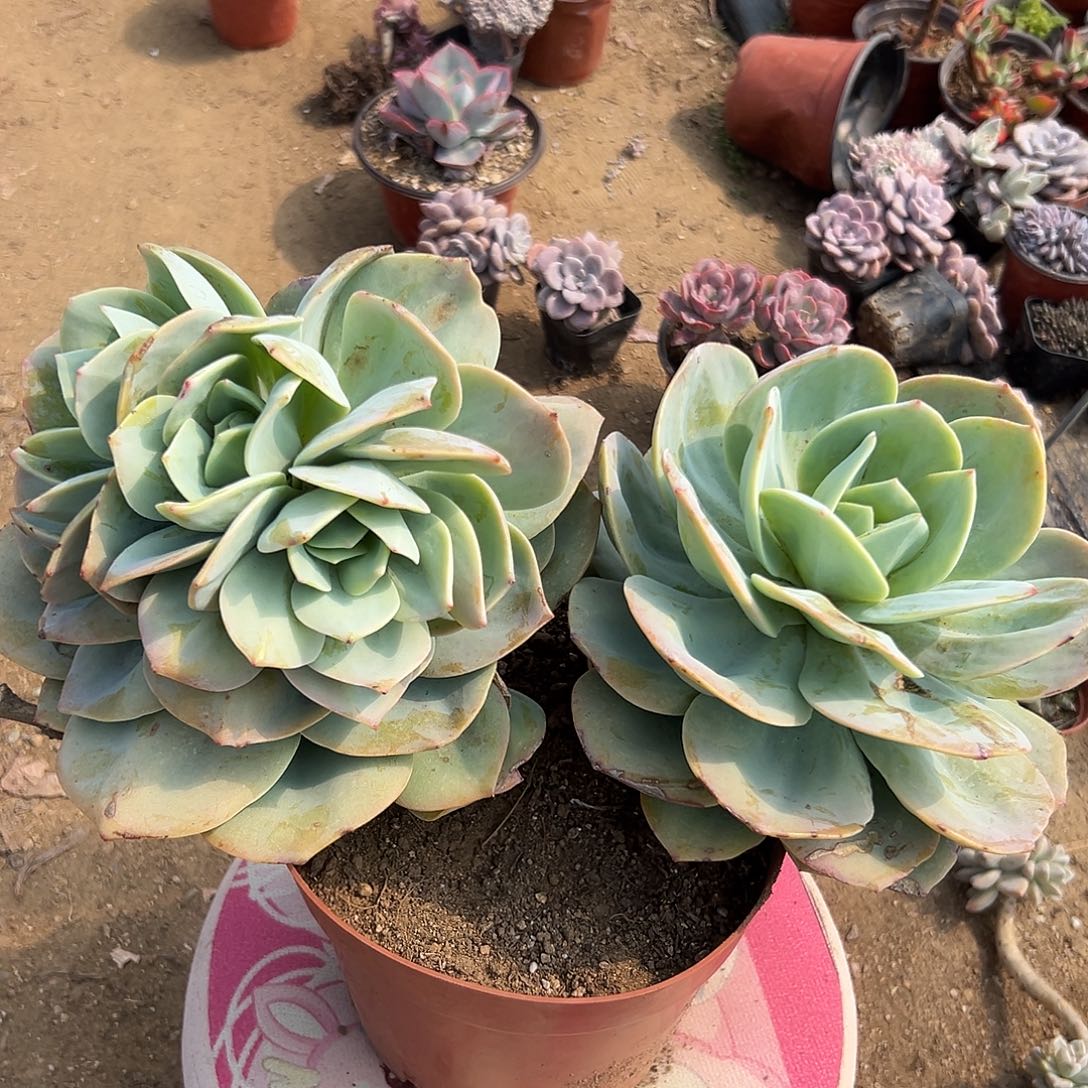 天*白凤多肉植物中中央音乐学院