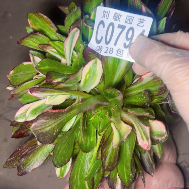 冰7彩多肉植物法师砍头0794