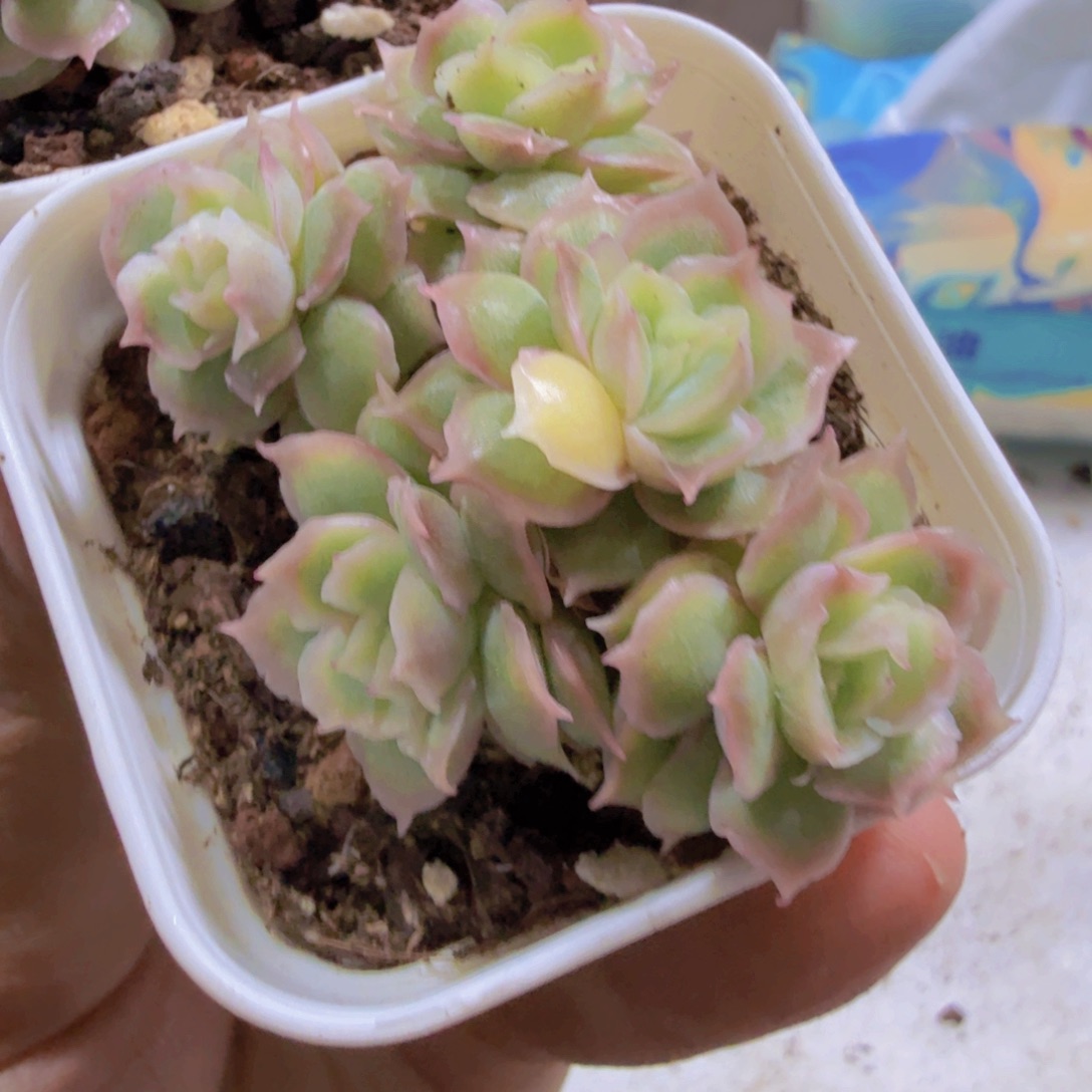 韩版水晶虾饺群一颗