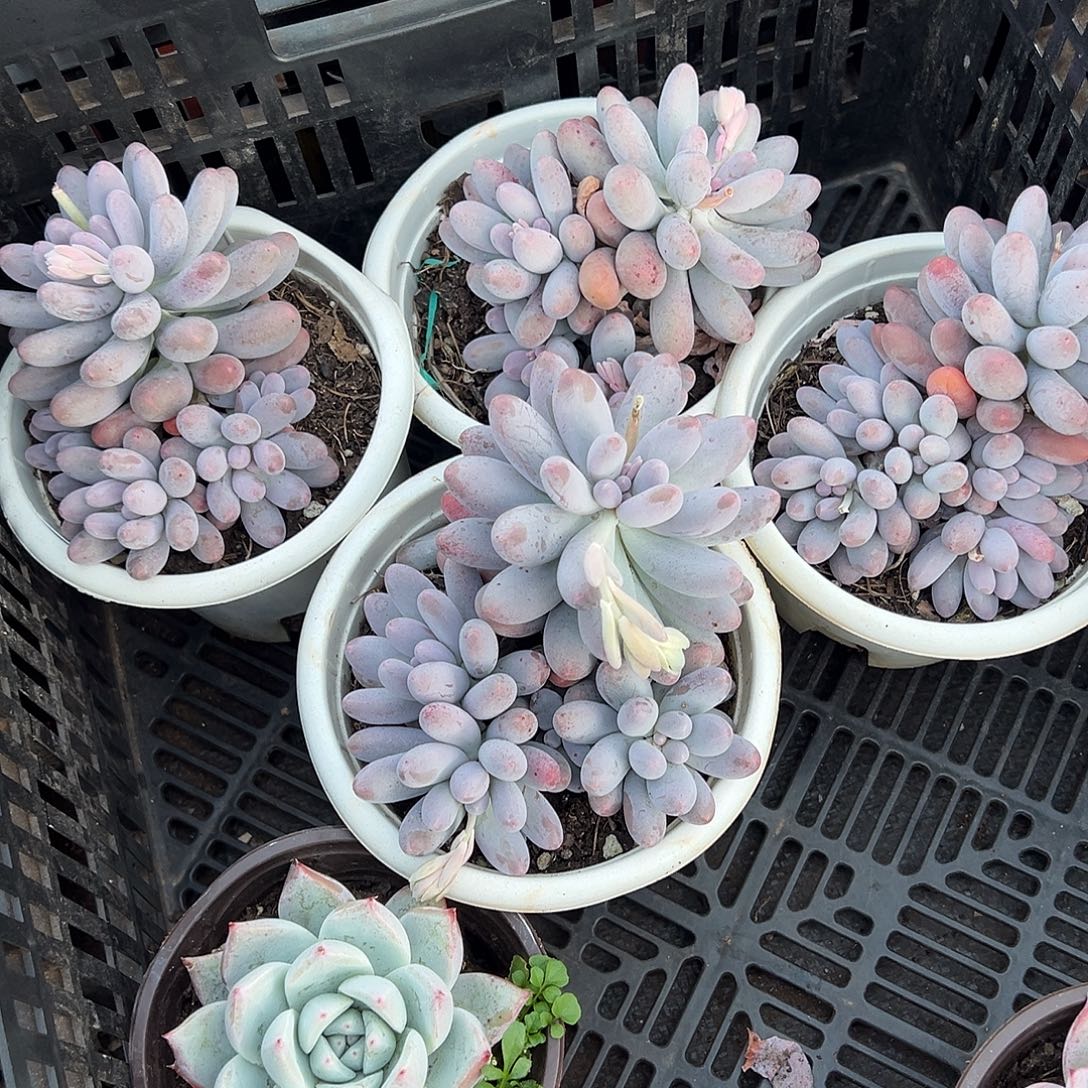 A***坊多肉植物一物一拍