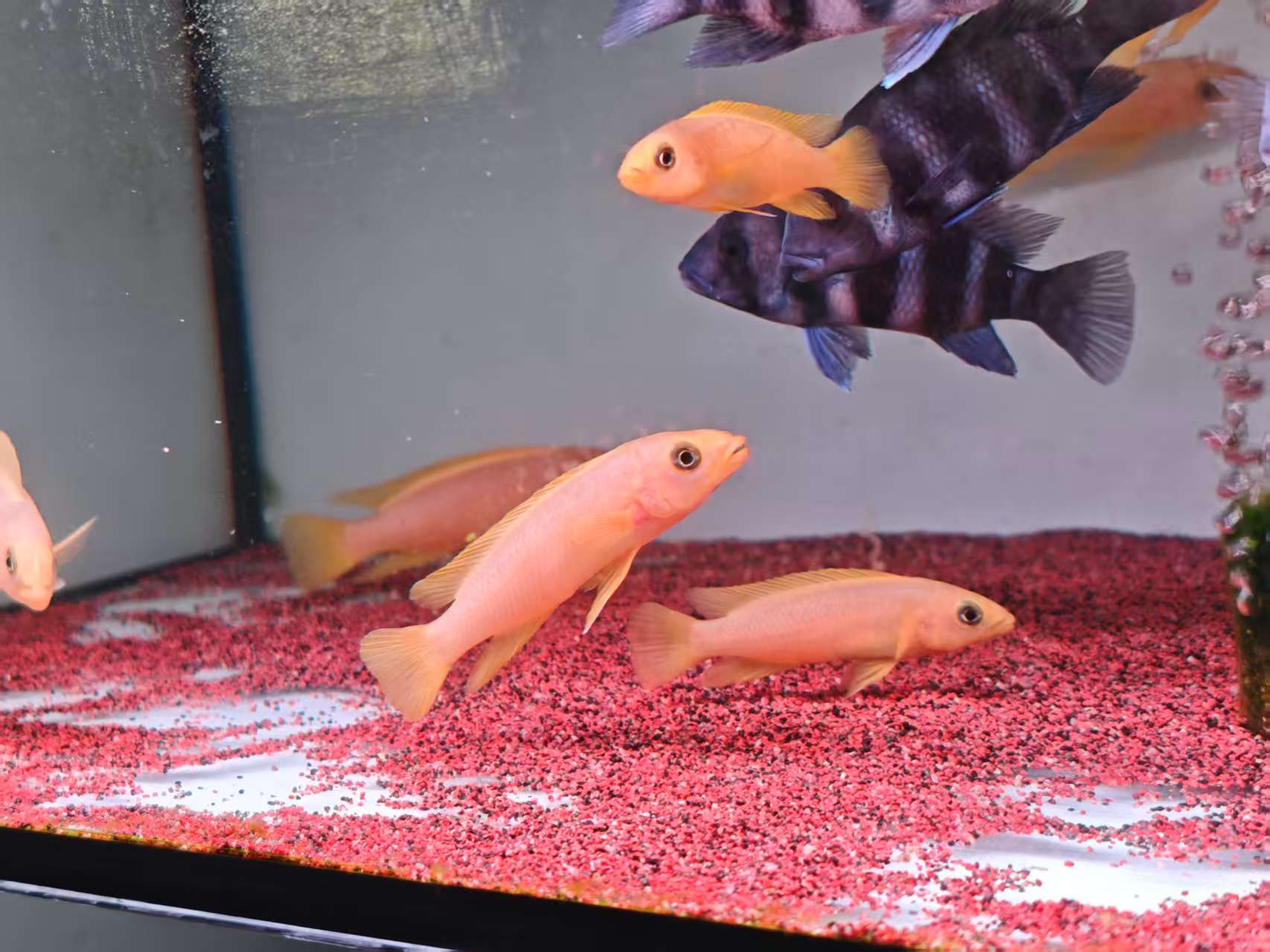 黄金天堂鸟 （混发不分公母）