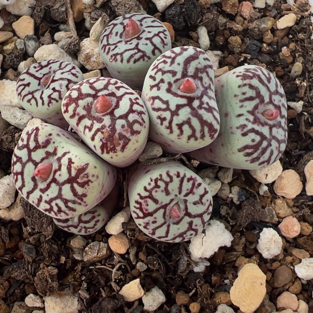852多肉植物种类和