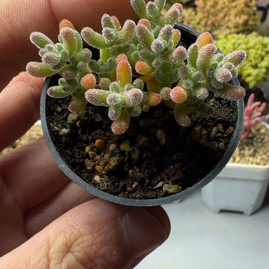 冰晶优选 多肉植物