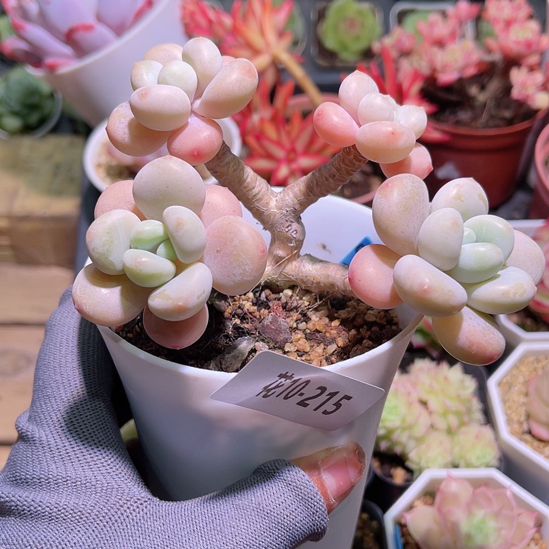 花10-215洛神群生