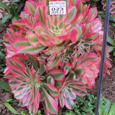 2.2-23粉女巫多肉植物