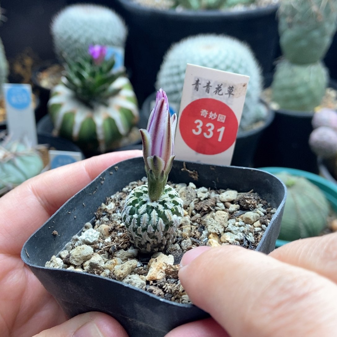 实生赤花精巧殿1.8cm