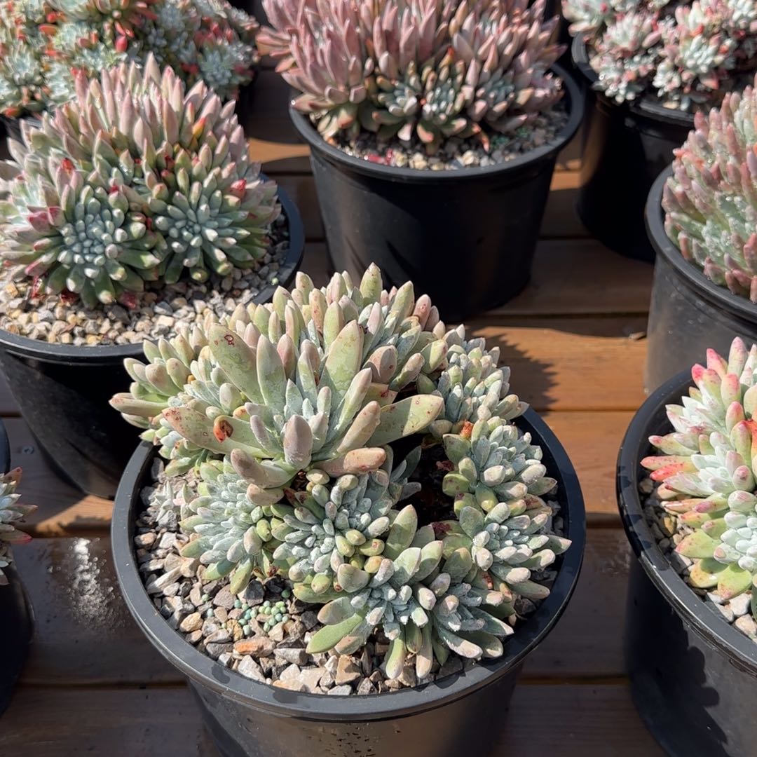 爱*250304005多肉植物仙女杯晨曦