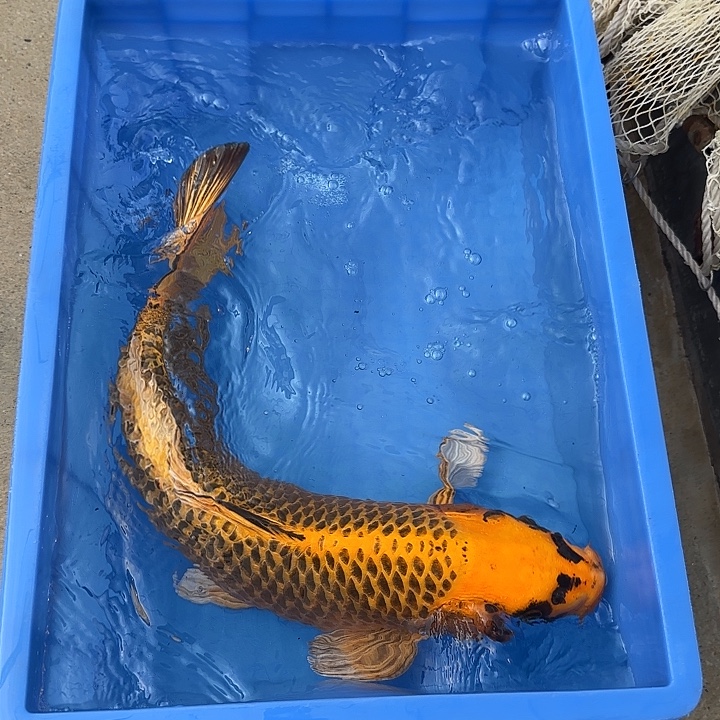 海水鱼赤目芒果金松