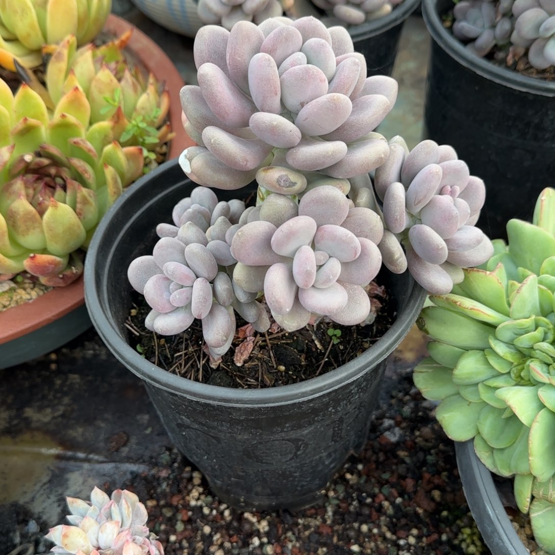 多肉植物多肉植物