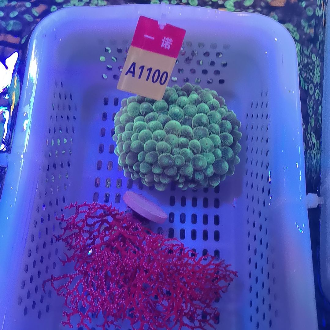 纽扣珊瑚1100绿奶海葵套餐