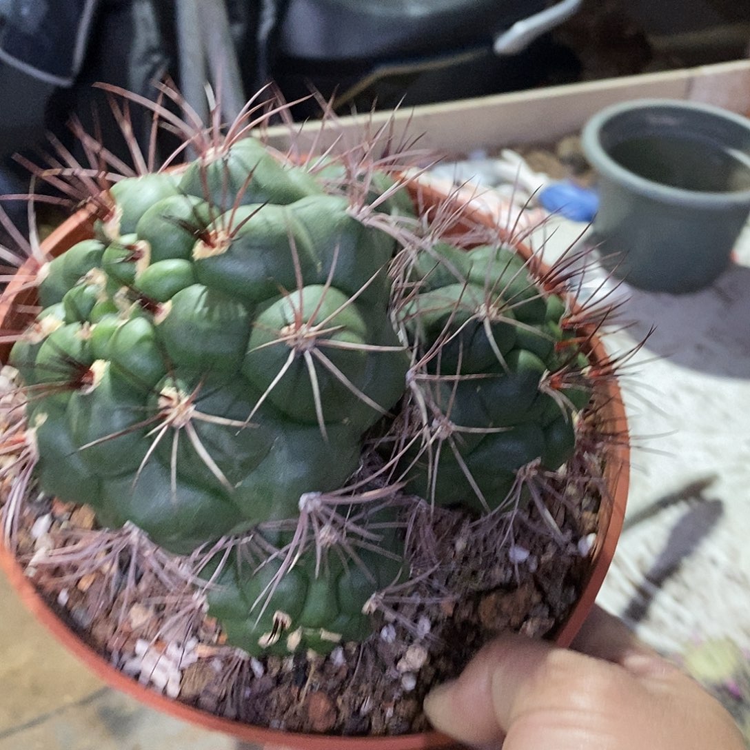 素***主无花朵新天地仙人球仙人掌