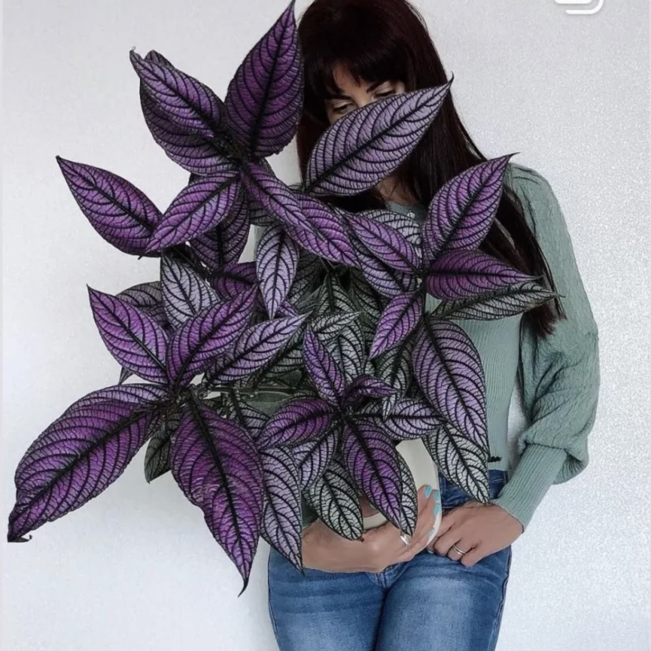 【波斯红草】金属感绝了！清新绿植天南星科网红