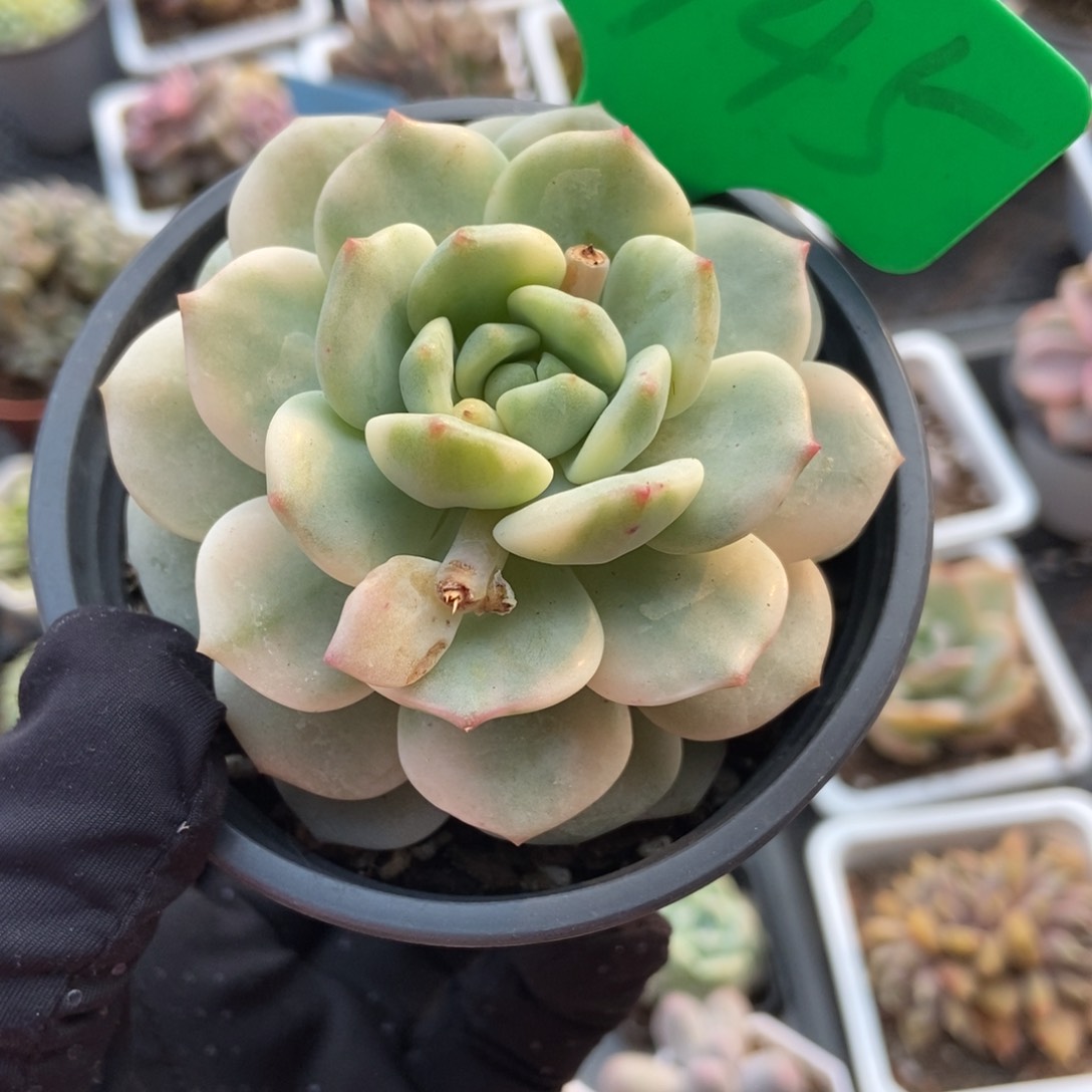 945香草锦多肉植物保护