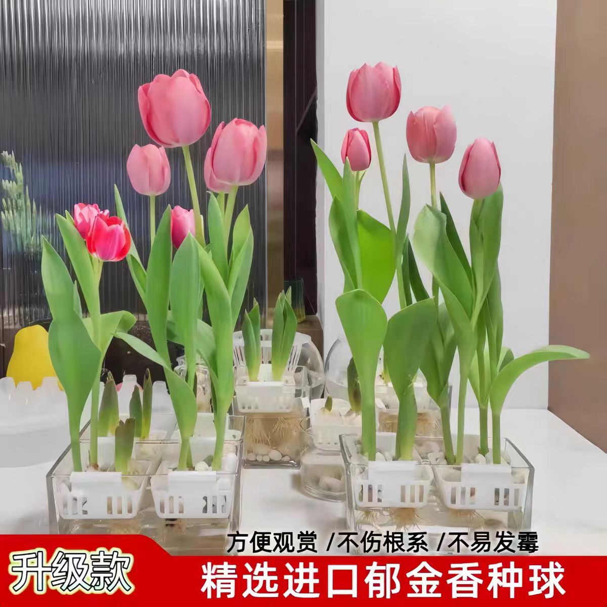 进口郁金香种球耐寒好养水培土培阳台室外都可种植多年生种球盆栽