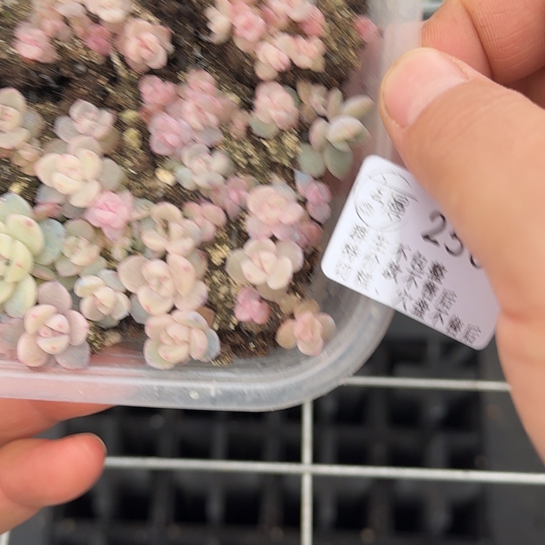 理***理如图2507云芷切糕一份