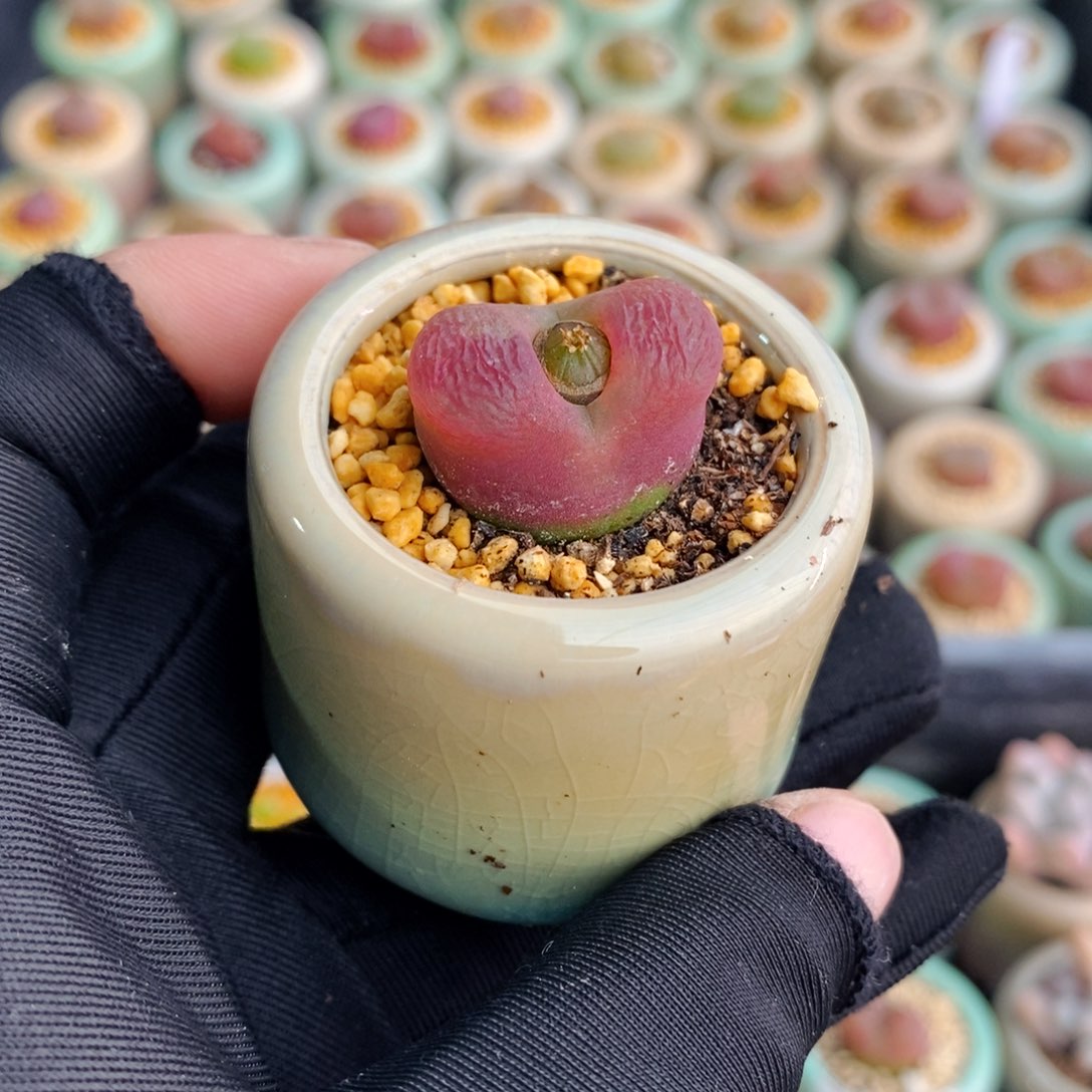 3138-一物一拍 带盆