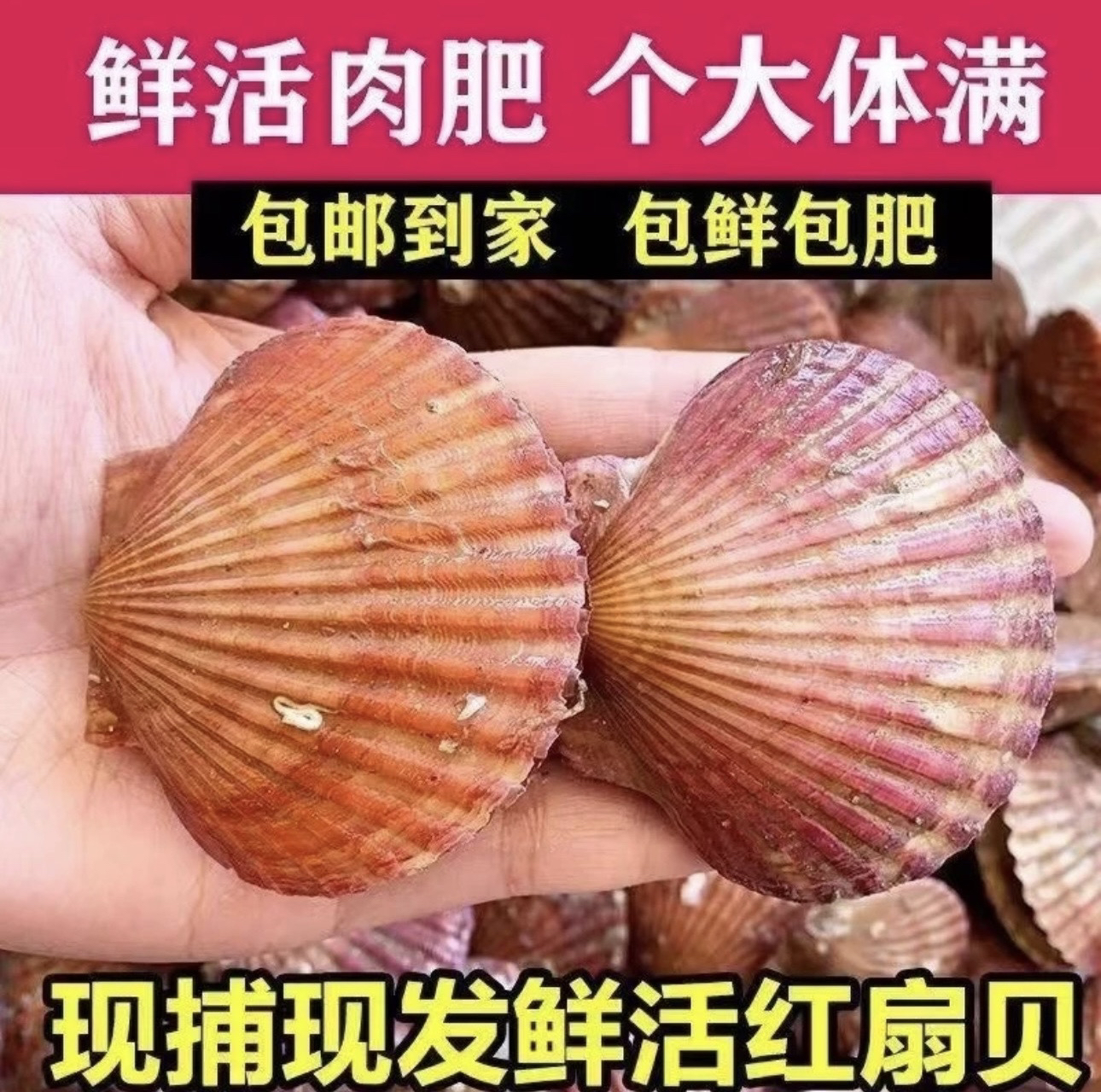【顺丰包邮】日照精选扇贝小红贝港湾贝（活发包鲜不包活