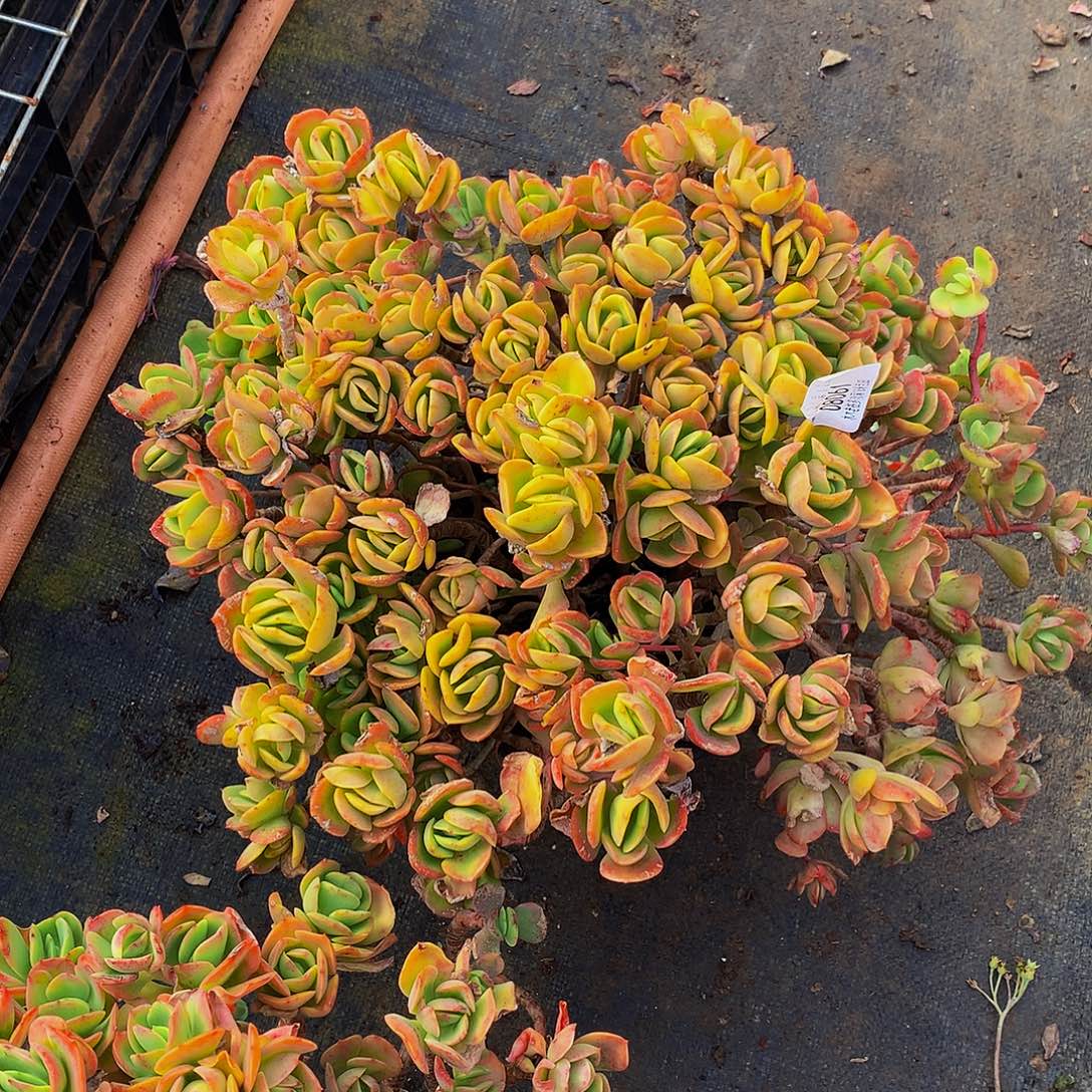 ৡ***࿐火焰玫瑰08061多肉多肉