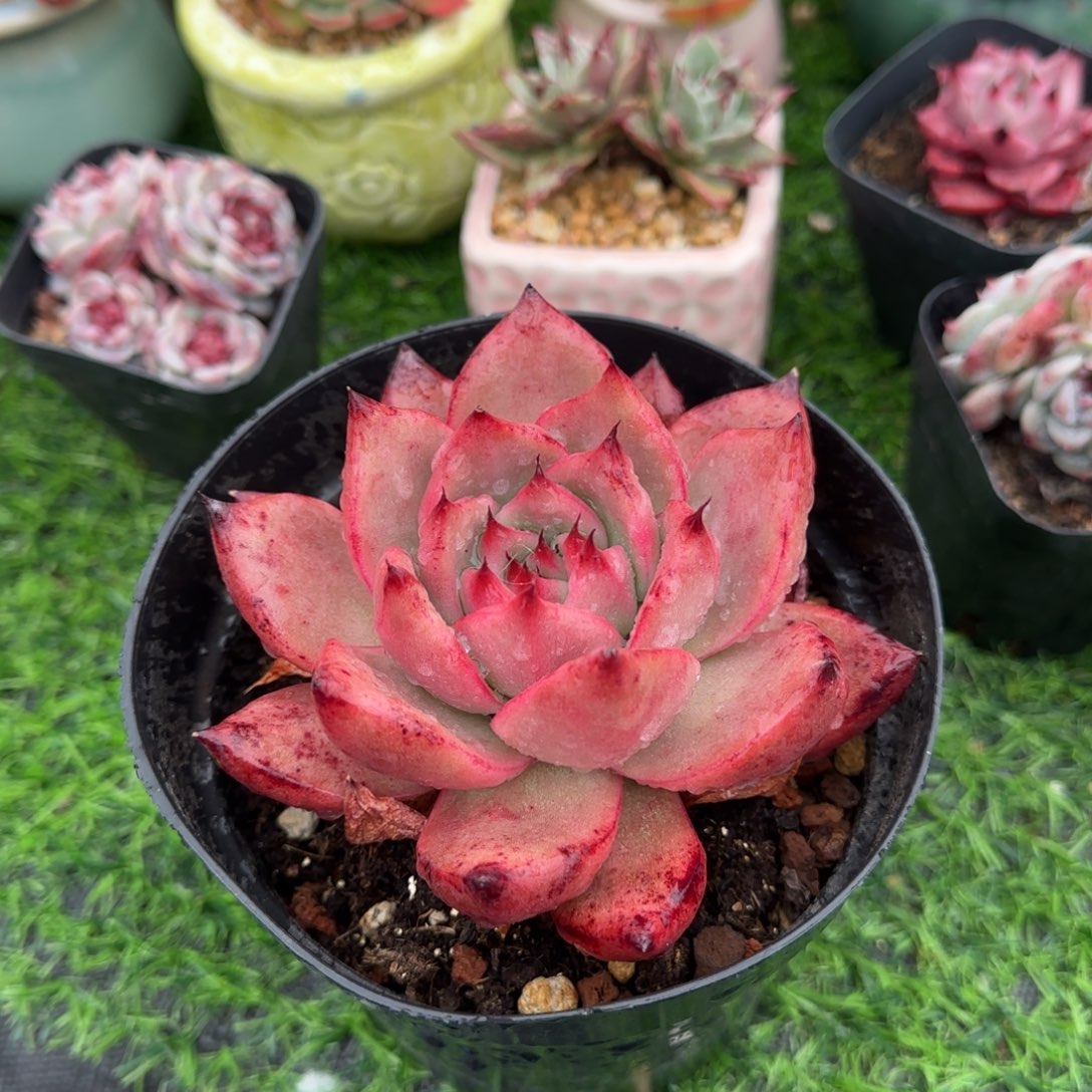 多肉植物红钻大砖头