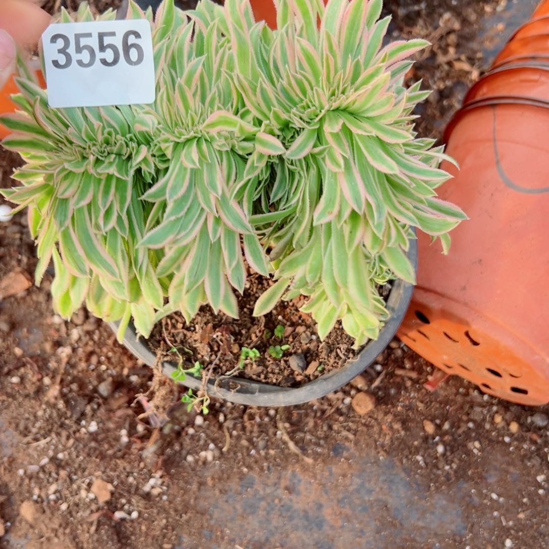 我3556 号多肉法师新年福利